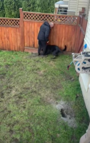 「この穴はダメなの！」庭に開けた穴を飼い主から死守したい子犬がかわいい！