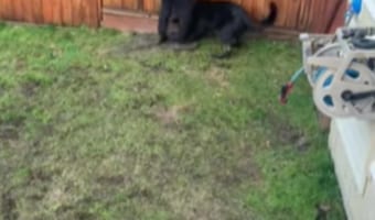 「この穴はダメなの!」庭に開けた穴を飼い主から死守したい子犬がかわいい!