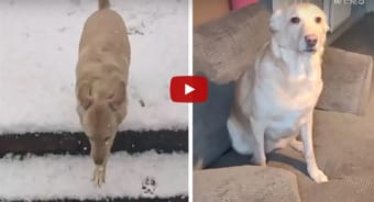 犬は喜び庭駆け回わ・・・らない場合もあるよね！雪に興奮！外に出たけど寒すぎて秒で帰宅するワンコが可愛過ぎ！