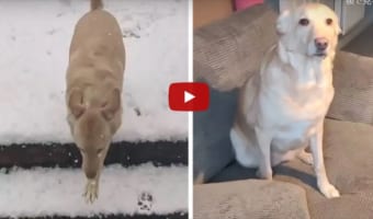 犬は喜び庭駆け回わ・・・らない場合もあるよね!雪に興奮!外に出たけど寒すぎて秒で帰宅するワンコが可愛過ぎ!
