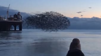 まるで現代アート。水面を飛ぶ鳥の大群が芸術的！