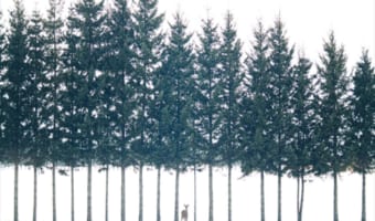 まるでおとぎ話のワンシーン!北海道で撮影した絵に描いたような写真がすごい!