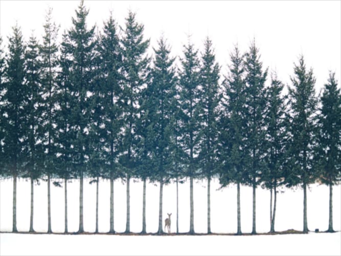 まるでおとぎ話のワンシーン！北海道で撮影した絵に描いたような写真がすごい！