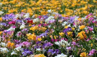 「フリージア」の色によって変わる花言葉をご紹介!似ている花が多いので別名もたくさん!