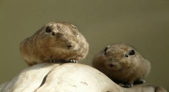 もっふもふな「グンディ」は、重なり合ってる姿がたまらなくかわいいけど、どんな動物？