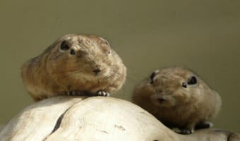 もっふもふな「グンディ」は、重なり合ってる姿がたまらなくかわいいけど、どんな動物?