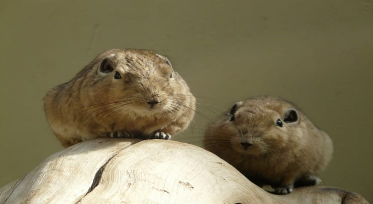 もっふもふな「グンディ」は、重なり合ってる姿がたまらなくかわいいけど、どんな動物？