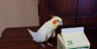 ハトポッポを覚えて25年経った結果...インコのアレンジ力が凄い！