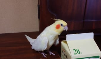 ハトポッポを覚えて25年経った結果...インコのアレンジ力が凄い！
