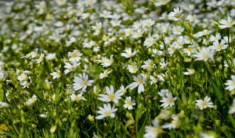 春の七草にもかぞえられる「ハコベ」とはどんな花?食べられるの?花言葉はあるの?