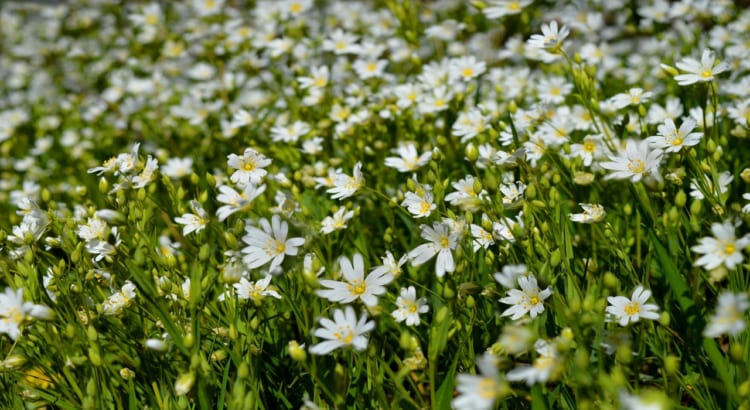 春の七草にもかぞえられる「ハコベ」とはどんな花？食べられるの？花言葉はあるの？