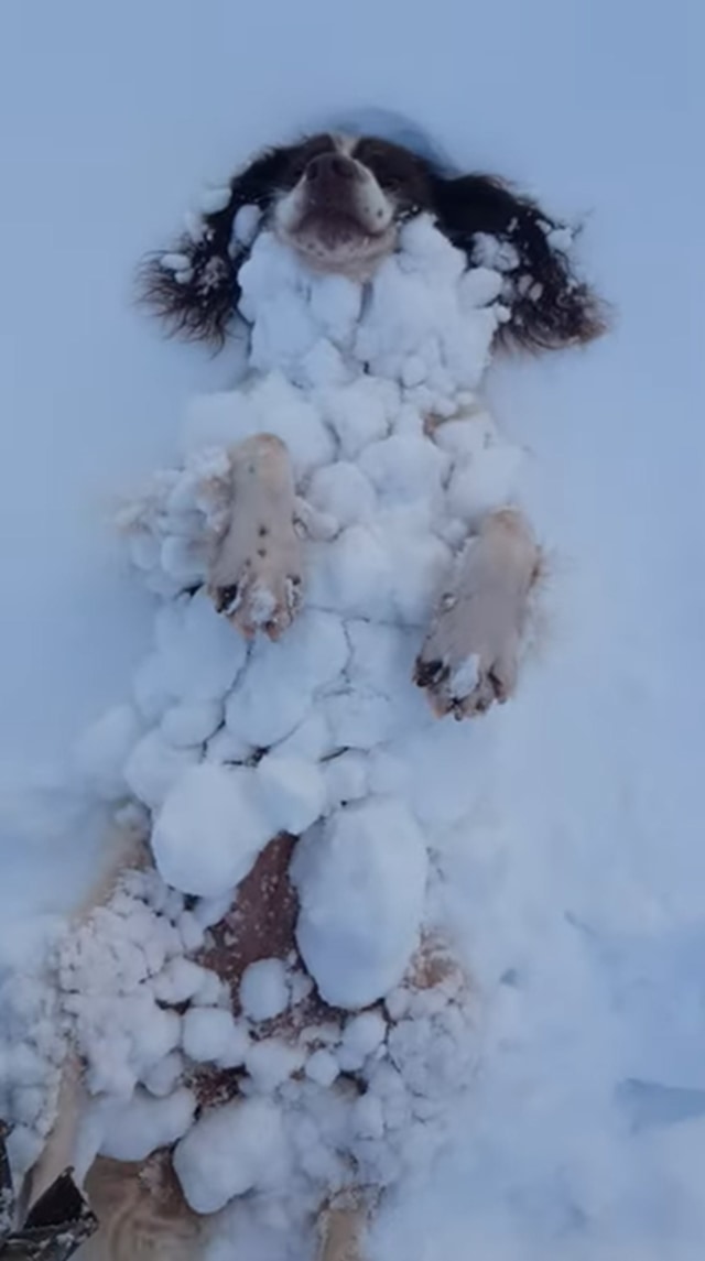 寒くないの！？雪が好きすぎて雪と一体化するワンコが可愛すぎる