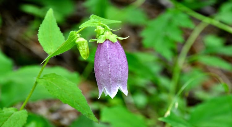 釣鐘状の花を咲かせる「ホタルブクロ」の名前の由来や花言葉をご紹介！