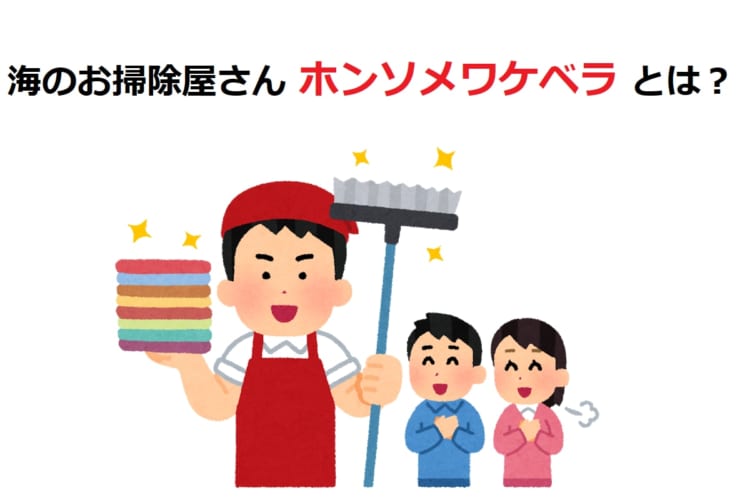 海のお掃除屋さん「ホンソメワケベラ」って何者？何を掃除してくれるの？