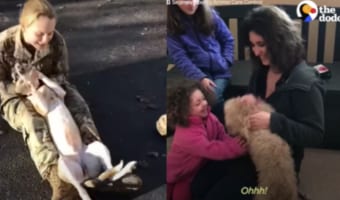 【喜びの連鎖】固く結ばれた人間と犬の絆に涙...感動の再会集をご紹介