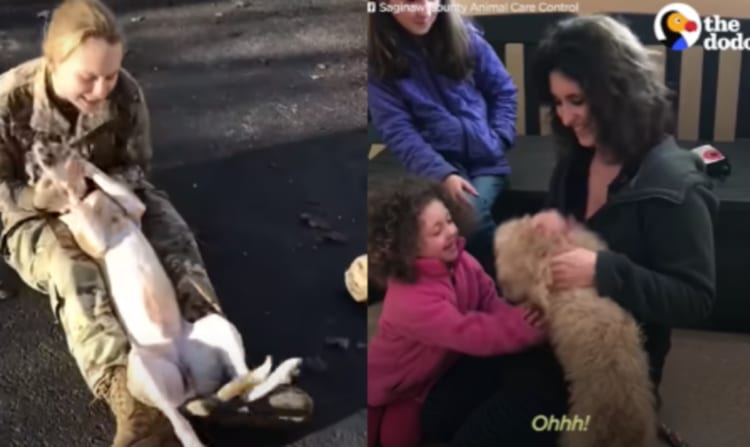 【喜びの連鎖】固く結ばれた人間と犬の絆に涙...感動の再会集をご紹介