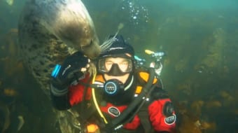 行かないで！遊びたくてダイバーを引き留めるアザラシが可愛い！