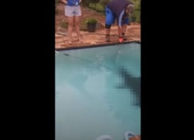 マジかよっ！自宅のプールに巨大な生物が潜んでいた！引きずり出す作戦を開始するも･･･