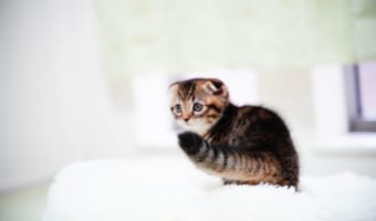 ぬいぐるみが浮いてるみたい(笑) 短い足で“全力ジャンプ”するニャンコが可愛すぎる！