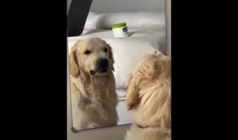 自分の顔を見て何を思う・・・(笑) 鏡の前でいろいろな表情を見せるワンコが面白い!