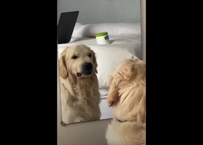 自分の顔を見て何を思う･･･(笑) 鏡の前でいろいろな表情を見せるワンコが面白い！