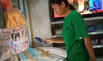 猛暑に打ち勝つためのパーフェクトな睡眠場所を確保したニャンコ(笑) 冷凍庫の扉を開けると・・・