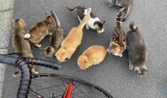 ニャンとも凄まじい圧力(笑) ニャンキー軍団にからまれて行く手を阻まれたけど最終的に･･･