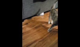 ソファの下に隠れていたニャンコが繰り出した“予想外の必殺技”に爆笑！