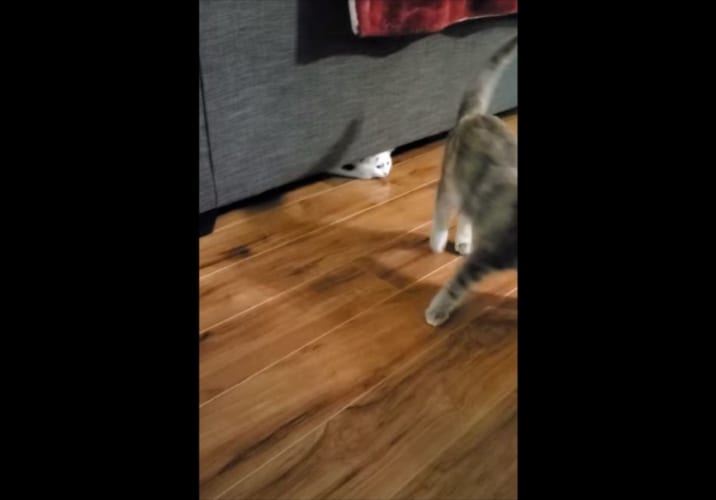 ソファの下に隠れていたニャンコが繰り出した“予想外の必殺技”に爆笑！