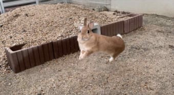 嬉しすぎて空を飛ぶ！？(笑) 「庭を作って良かった」と心から思える写真が話題に！