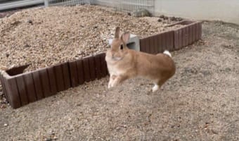 嬉しすぎて空を飛ぶ！？(笑) 「庭を作って良かった」と心から思える写真が話題に！