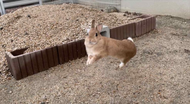 嬉しすぎて空を飛ぶ！？(笑) 「庭を作って良かった」と心から思える写真が話題に！