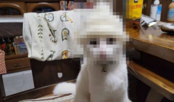 「孫に帽子編んだけど小さすぎた」とコメントを添え、送られてきた写真が面白すぎた(笑)