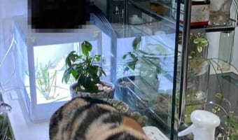 【驚愕写真】ここまで四角いとは・・・(笑) 香箱座りをするニャンコの形が四角すぎると話題!