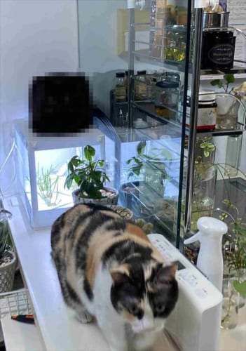 【驚愕写真】ここまで四角いとは･･･(笑) 香箱座りをするニャンコの形が四角すぎると話題！