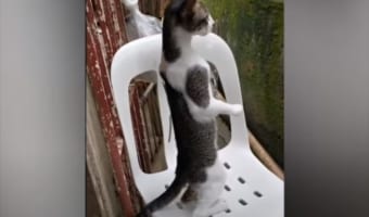 隣の家で何やらトラブル発生!?直立不動でのぞき込む姿がまるで人間のよう(笑)