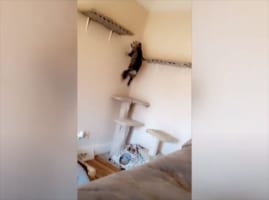 ニャンコが棚に飛び乗ろうとするも激しすぎる展開に(笑) 何事もなかったかのような“すました顔”に爆笑！