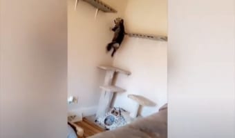 ニャンコが棚に飛び乗ろうとするも激しすぎる展開に(笑) 何事もなかったかのような“すました顔”に爆笑！