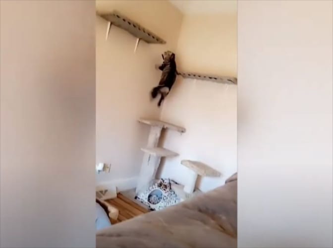 ニャンコが棚に飛び乗ろうとするも激しすぎる展開に(笑) 何事もなかったかのような“すました顔”に爆笑！