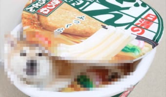 ワンコが小さいのか？どん兵衛がデカいのか？可愛らしい写真だけど一瞬戸惑う(笑)