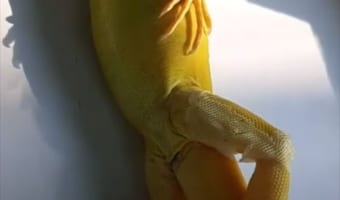 【爆笑】ビーチでポーズをとっているビキニモデルのようなイグアナのドヤ顔が面白すぎ！