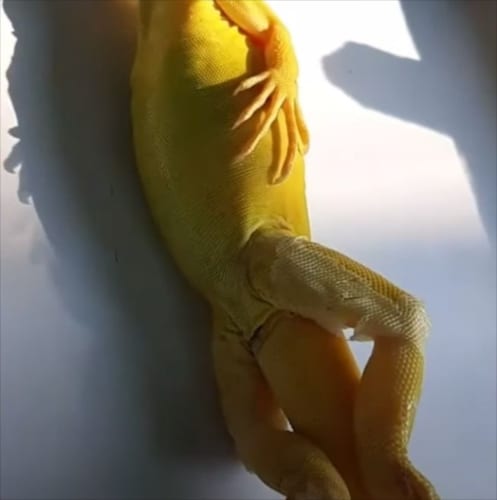 【爆笑】ビーチでポーズをとっているビキニモデルのようなイグアナのドヤ顔が面白すぎ！