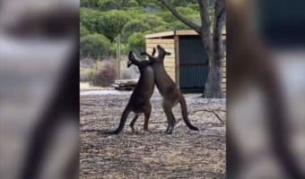 激しい戦いを繰り広げるカンガルーの兄弟・・・ケンカを仲裁したのは意外なものだった(笑)