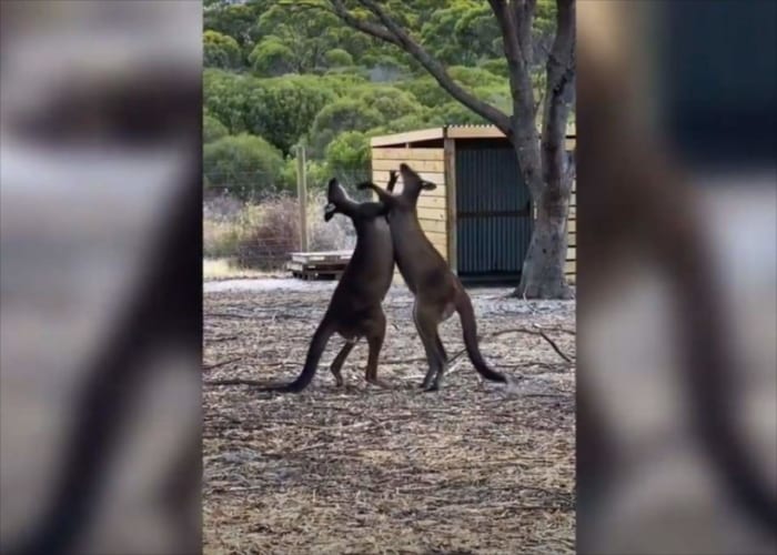 激しい戦いを繰り広げるカンガルーの兄弟･･･ケンカを仲裁したのは意外なものだった(笑)