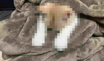 いい夢見てるかニャ!?眠っているニャンコの姿がまるでヤドカリのようだと話題に(笑)