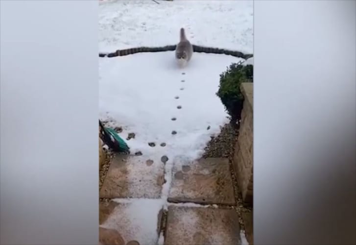 雪の上をゆっくりと進む猫。ただ歩いているだけだと思ったら、なんだか面白いことをしていました！！