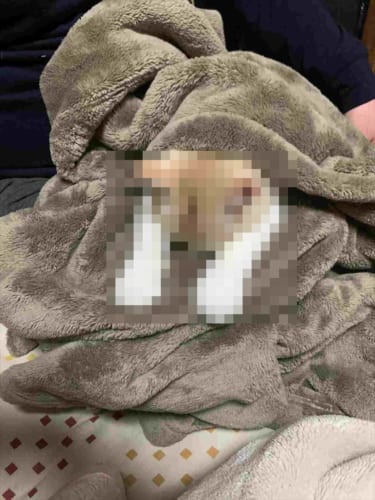 いい夢見てるかニャ！？眠っているニャンコの姿がまるでヤドカリのようだと話題に(笑)