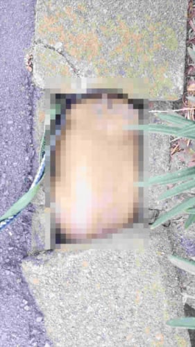 ひどい･･･お散歩だと思っていたワン！病院が嫌すぎて“焼きたての食パン”になったワンコ(笑)