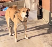 まさかお経を唱えている！？お寺に暮らすワンコのユニークな鳴き声が炸裂(笑)