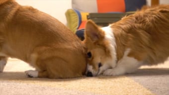 お尻の嗅ぎ方も独特だけど、お尻を嗅がれてるワンコがめちゃめちゃイケメンなのも笑った！